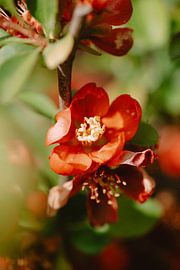 Blume von Myrthe Vlasveld