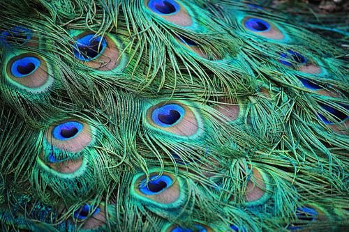 Peacock feathers