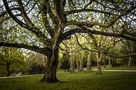 Noorderplantsoen Groningen, Wingnussbaum im Park von Hessel de Jong Miniaturansicht