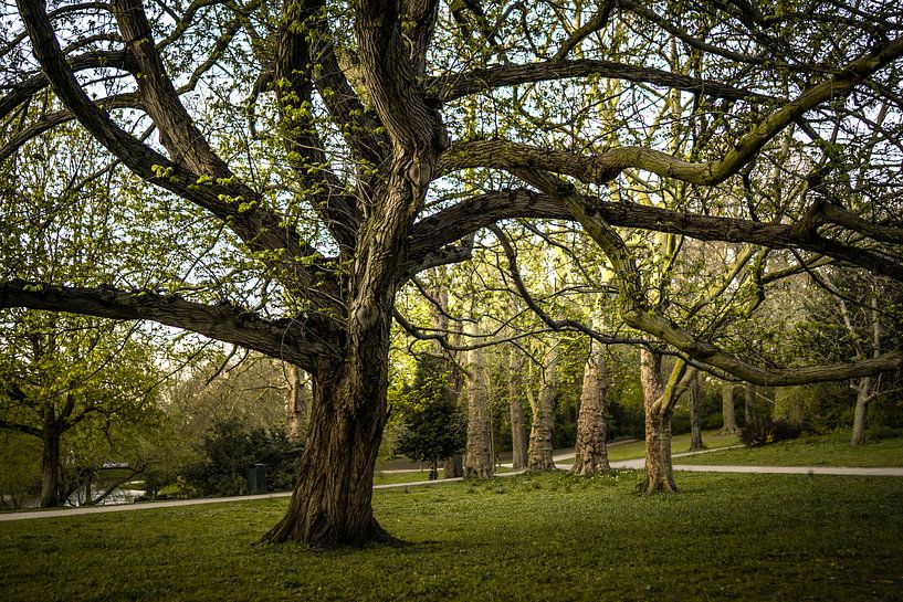 Noorderplantsoen Groningen, Wingnussbaum im Park von Hessel de Jong