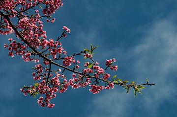 Kersenbloesem in roze - tak tegen een blauwe lucht van images4nature by Eckart Mayer Photography