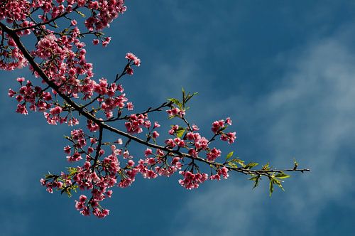 Cherry blossom in pink - branch against a blue sky