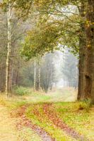 Forest path with mist in autumn
