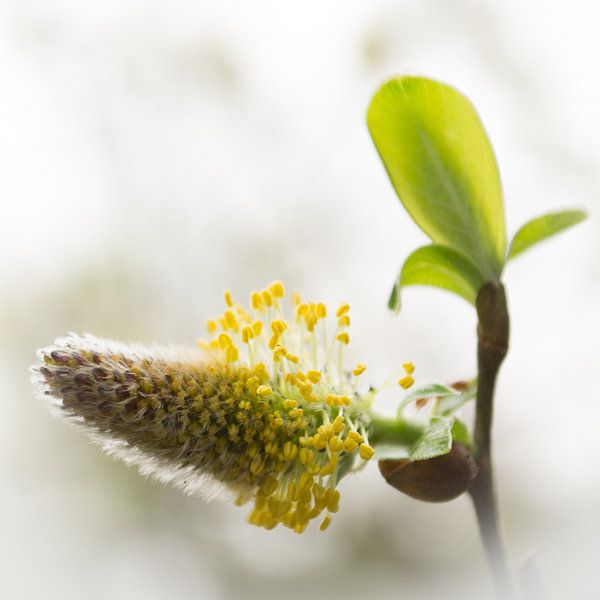 Witte kracht by Miranda Romer
