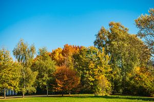 Some autumnal colored trees with blue sky sur Rico Ködder