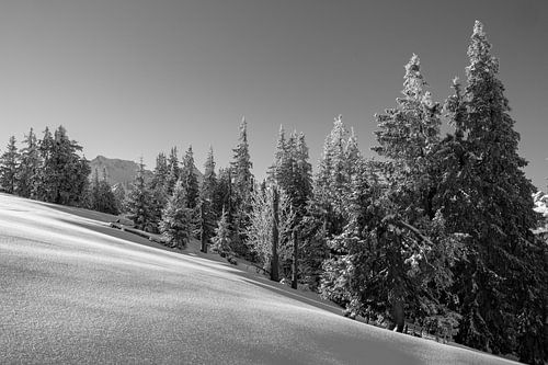 Sapins noirs et blancs dans le brouillard par temps de neige fraîche dans la vallée de Tannheim sur 
