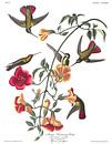 Mango Kolibries van Birds of America thumbnail