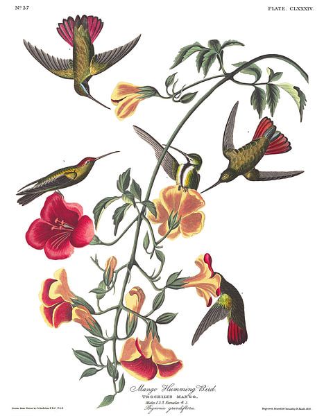 Mango Kolibries van Birds of America
