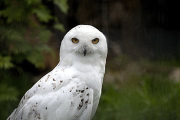 Portrait of a snowy owl or Bubo scandiacus by W J Kok