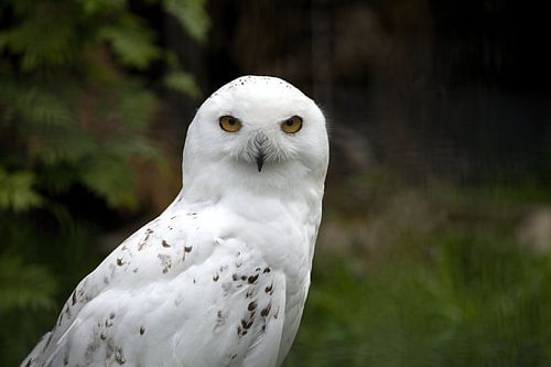 Portrait of a snowy owl or Bubo scandiacus