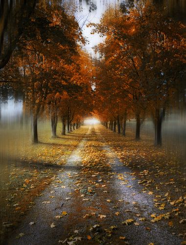 Autumn Lane by Lennert Trevels