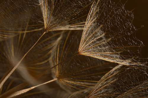 Botanische Schlichtheit: Flocken im Licht von Marjolijn van den Berg