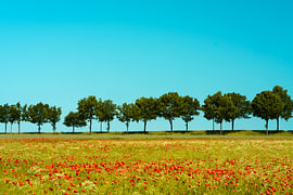 Champ de coquelicots près de la rangée d'arbres