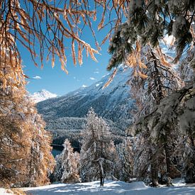 Pine tree in the snow by Valerie Boehlen