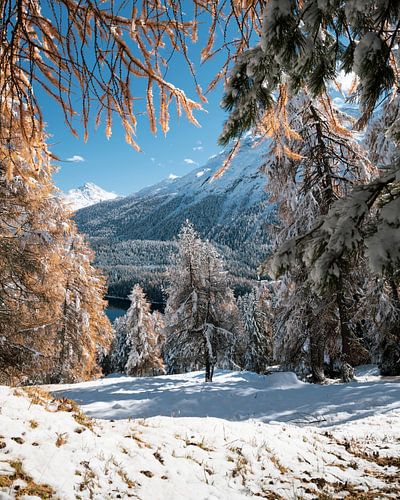 Pine tree in the snow by Valerie Boehlen