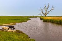 Lente in de Eempolder