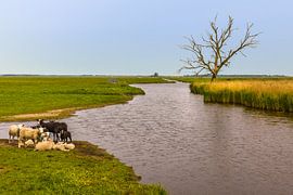 Lente in de Eempolder van Ron van Ewijk