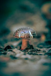 A mushroom by Horst Husheer