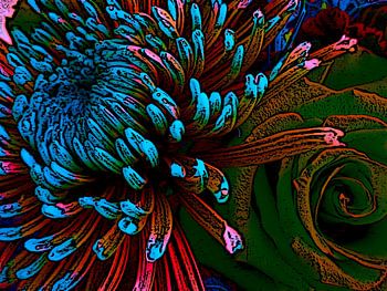 Le chrysanthème rencontre la rose