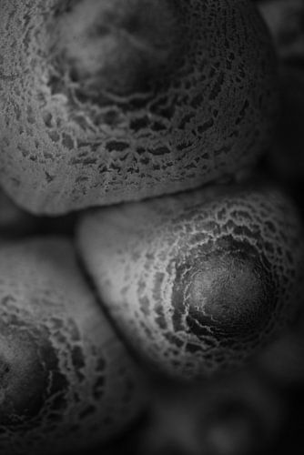 Paddenstoel in de herfst