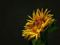 SUNFLOWER with PASSION & PRESENCE