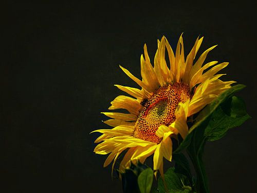 TOURNESOL avec PASSION & PRÉSENCE