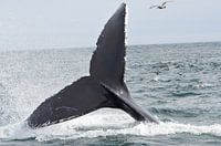 De staartvin van een bultrugwalvis plonst uit de zee