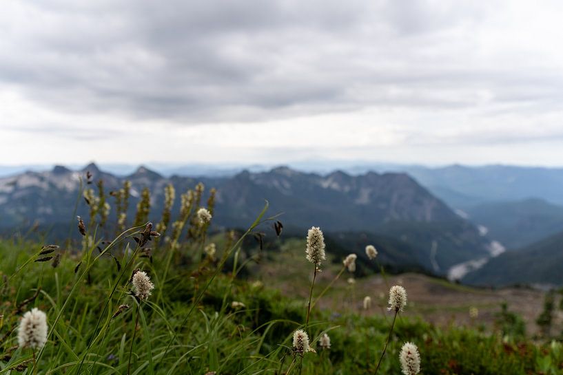 Mount Rainier National Park, Paradieswiesen-Bärgras, Washington, USA von Jeroen van Deel