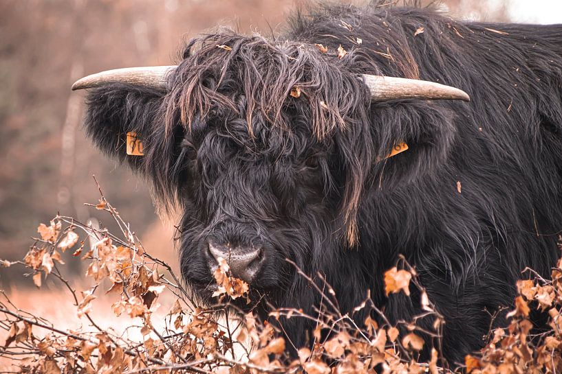 Das schwarze schottische Hochlandkalb von Kyra Kosak