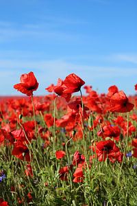 Mohn