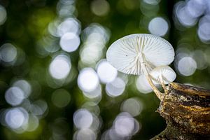 Schwimmender Porzellanpilz im Wald