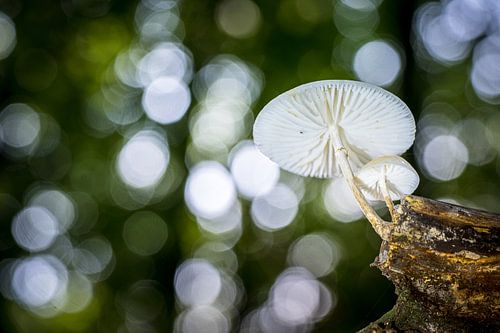 Zwevende porseleinzwam in het Bos