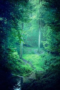 Dunkler Grüner Wald