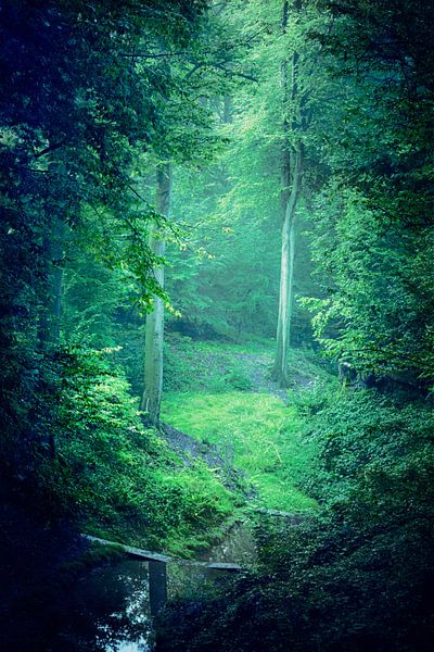 Dunkler Grüner Wald von Dirk Wüstenhagen