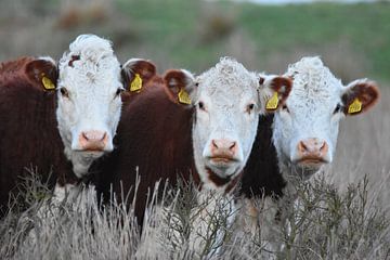 Vaches d'affilée sur Silvia Nijholt