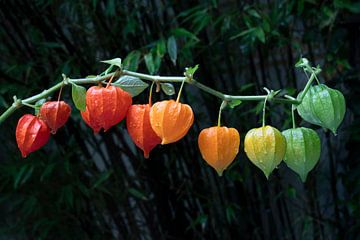 Tak met veelkleurige Physalis alkekengi  close up van Frans Rombout