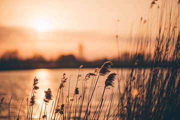 Reed plumes in setting sun by Willem Verstraten