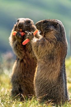 Marmottes des Alpes sur Achim Thomae