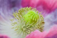 Blooming Papaver
