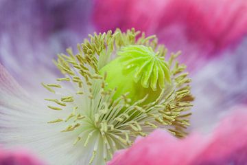 Blooming Papaver by Frits Vrielink