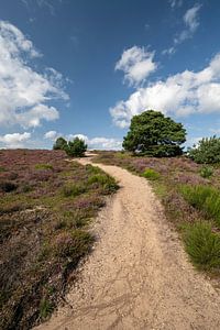 Blooming heathland Posbank