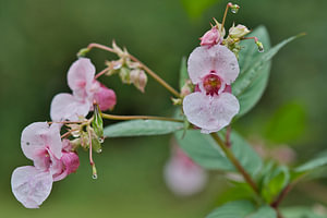 Frisheid in de natuur