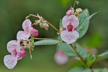 Frisheid in de natuur van Jolanda de Jong-Jansen