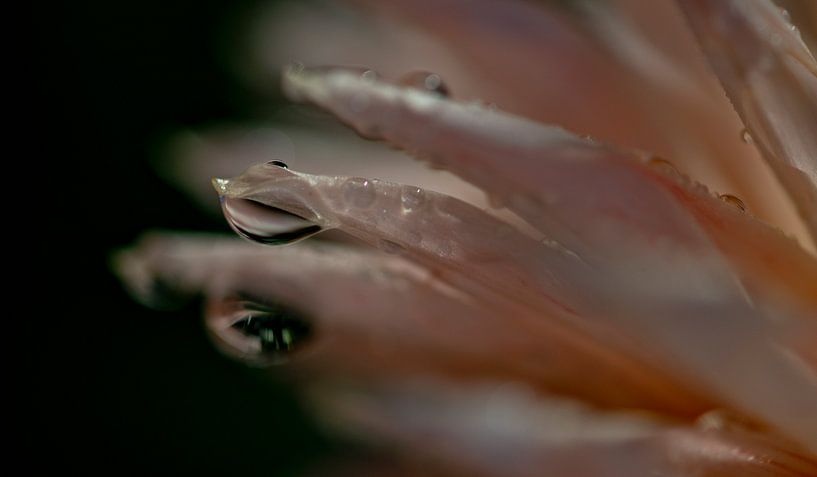 Dahlia old pink par Sense Photography