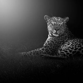 Portrait of a Leopard (Panthera pardus) in black and white by Chris Stenger