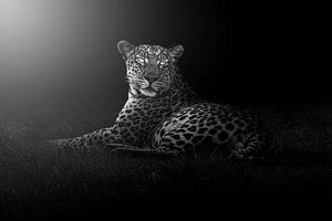 Portrait d'un léopard (Panthera pardus) en noir et blanc