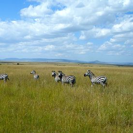 Zebra's op de Afrikaanse savanna Masai Mara - Kenia van Gerrit  De Vries