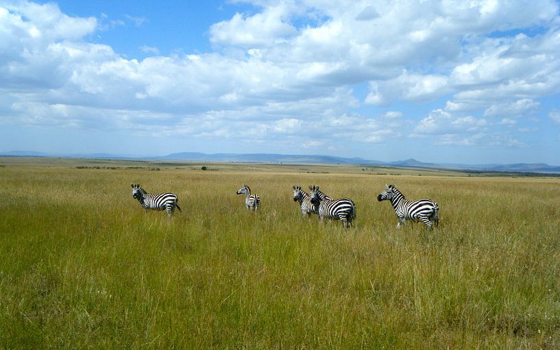 Zebra's op de Afrikaanse savanna Masai Mara - Kenia van Gerrit  De Vries