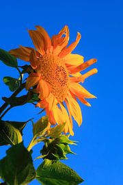 Summer by Thomas Jäger