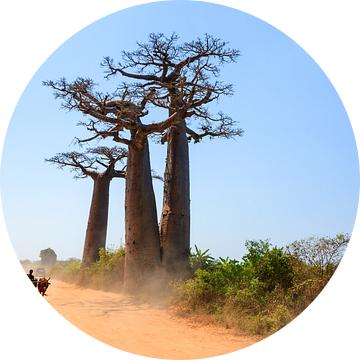 Baobab zeboekar van Dennis van de Water